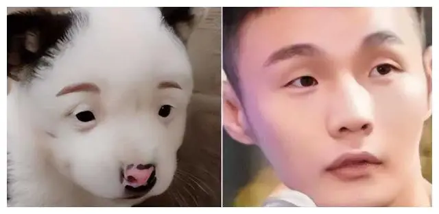 娱乐圈动物系明星排名_最迷人的猫系女神是谁_娱乐圈长得很像的明星